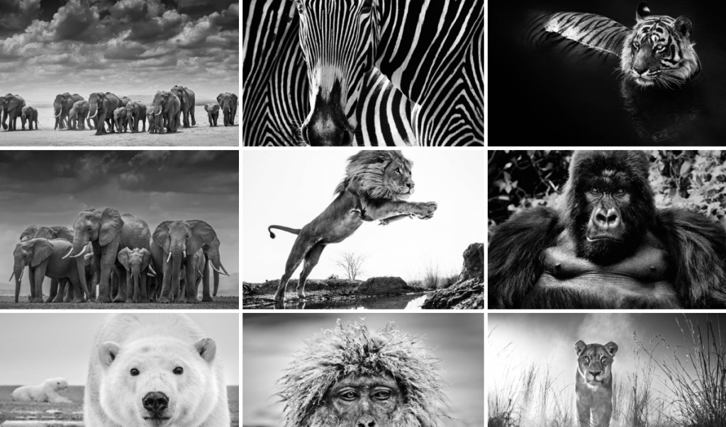 David Yarrow photography, wildlife photographer, elephant, zebra, lion, polar bear, arctic05, wild encounters, africa animals, photographie animalière, monkey, big five