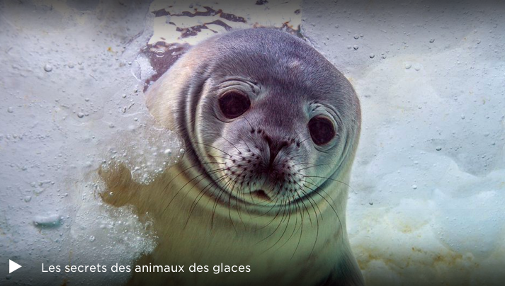Arte France, Antarctique, Faune et Flore, Pôle Sud, Jérôme Bouvier, Marianne Cramer, Christophe Barbaud, chercheur au CNRS, faune antarctique, arctic05