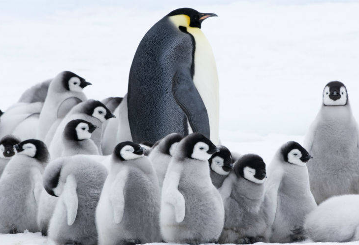 Film L’Empereur de Luc Jacquet, Pôle Sud, Manchot, Antarctique, penguins, arctic05, film polaire, calotte glaciaire, paysages magnifiques, climat, glace