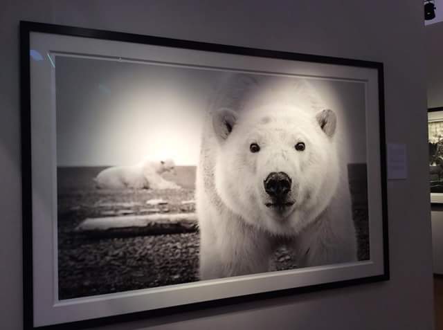 Eurantica Art Fair, Belgium, ours, photographie, ours blanc d'Alaska, Kaktovik, photo ours blanc, Arctic05, polar bear, Art