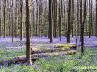 Patrick Reader Photography, The Blue Forest, jacinthes des bois, Bluebell flowers,  Made in Belgium, le bois de Halle, hyacinths, tapis de fleurs, Brussels, printemps, Welkom in het Hallerbos, jogging, randonnée,