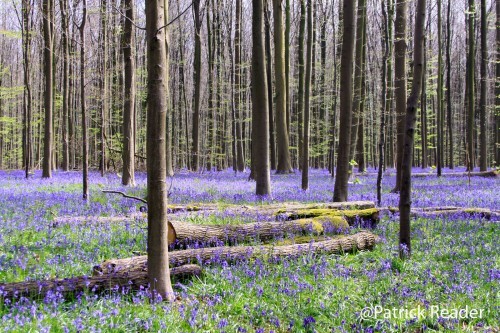 Patrick Reader Photography, The Blue Forest, jacinthes des bois, Bluebell flowers, Made in Belgium, le bois de Halle, hyacinths, tapis de fleurs, Brussels, printemps, Welkom in het Hallerbos, jogging, randonnée,