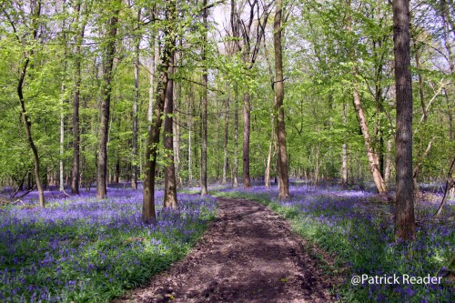 Patrick Reader Photography, jacinthes des bois, Bluebell flowers, le bois de Halle, hyacinths, tapis de fleurs, Brussels, printemps, Welkom in het Hallerbos, randonnée, The Blue Forest, hike, Made in Belgium