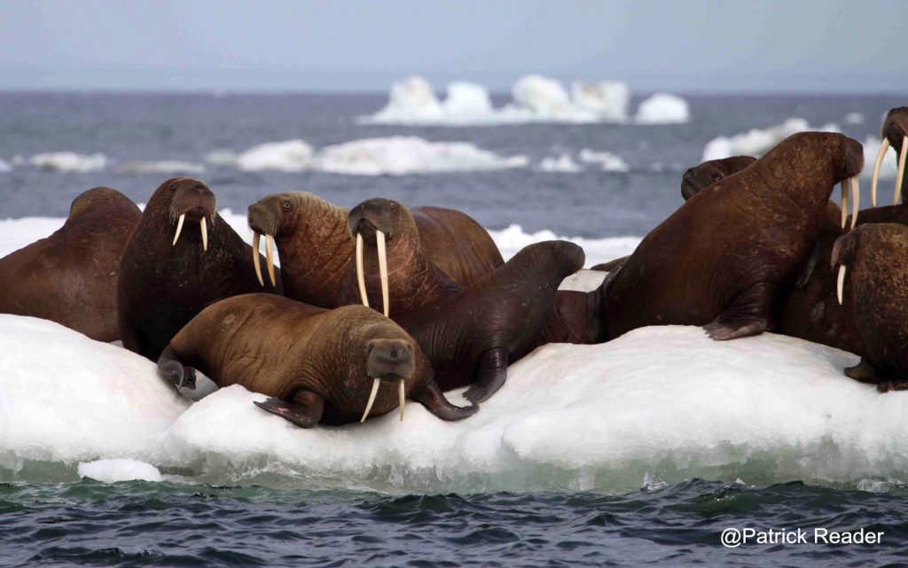 Photo de morse, Walrus picture, Arctic animals, poisson d'avril, Arctic05, service secret, sous-marins, océan arctique, Alaska, agent de renseignements, les fonds marins, Patrick Reader photography, submarines