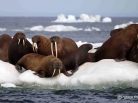 Photo de morse, Walrus picture, Arctic animals, poisson d'avril, Arctic05, service secret, sous-marins, océan arctique, Alaska, agent de renseignements, les fonds marins, Patrick Reader photography, submarines
