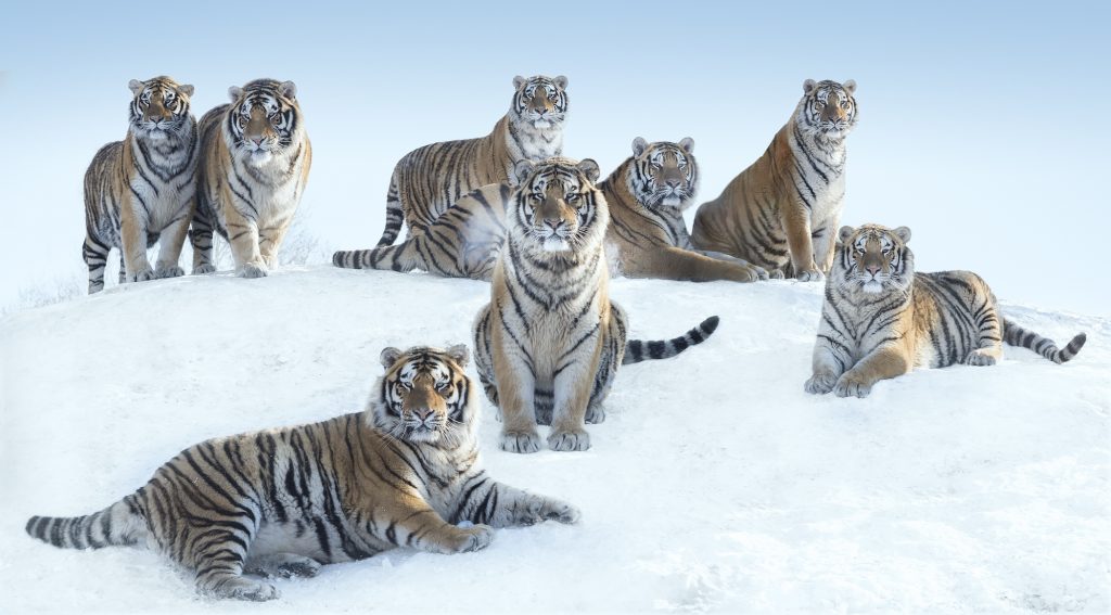 The Siberians © David Yarrow, Siberian tigers, North East China, photographie de David Yarrow, Eurantica Art Fair, Belgium, Arctic05, Tigres de Sibérie, image de tigres de Sibérie, Nord Est de la Chine