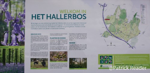 jacinthes des bois, Bluebell flowers, le bois de Halle, hyacinths, tapis de fleurs, Brussels, printemps, Welkom in het Hallerbos, randonnée, The Blue Forest, équitation, Belgique