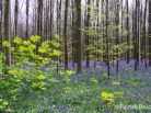 Patrick Reader Wildlife and Nature Photography, jacinthes des bois, Bluebell, flowers,le bois de Halle, hyacinths,tapis de fleurs, Brussels, printemps, Welkom in het Hallerbos, randonnée, The Blue Forest