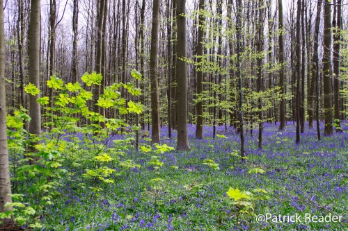 Patrick Reader Wildlife and Nature Photography, jacinthes des bois, Bluebell, flowers,le bois de Halle, hyacinths,tapis de fleurs, Brussels, printemps, Welkom in het Hallerbos, randonnée, The Blue Forest