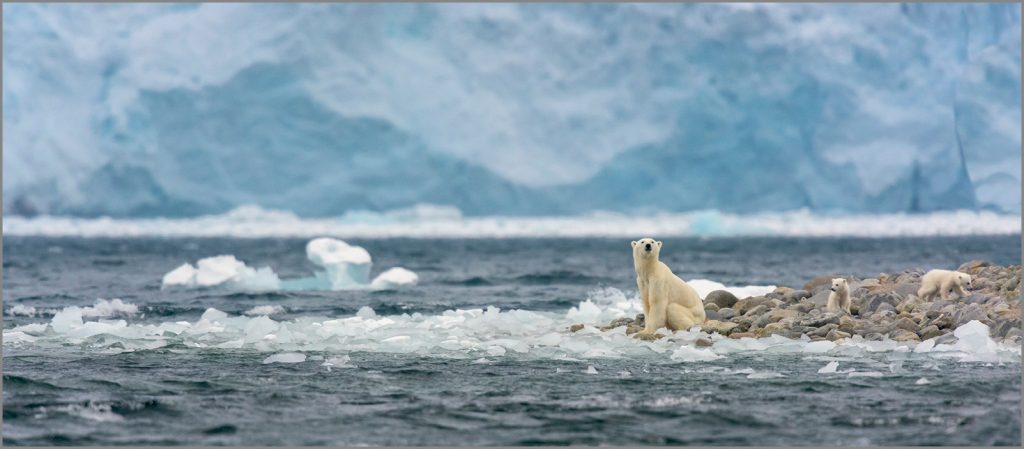 Photographie ours au Svalbard, Philippe Bolle, livre Svalbard expeditions, Arctic05, image oursons, ouvrage polaire, france