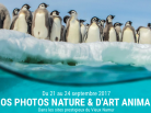 expos photos nature & d'art animalier, Namur, Belgique, Arctic05, photographie animalière, art, oiseaux, paysages, animaux, images animaux