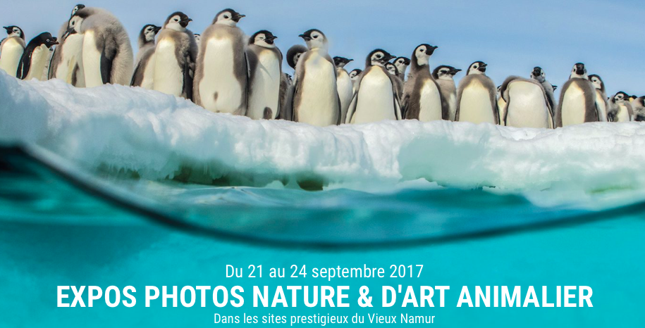 expos photos nature & d'art animalier, Namur, Belgique, Arctic05, photographie animalière, art, oiseaux, paysages, animaux, images animaux