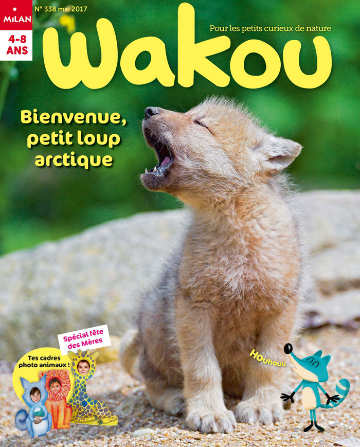 wakou, Loup arctique, meute, louveateau, Grand Nord canadien, Arctic05, île d'Ellesmere, arctic wolves, kids, les loups, magazine pour enfants, nature et animaux