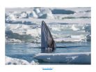 Frank Maillard Photography, photo rorqual, baleine, Arctic05, svalbard, photographie animalière, océan arctique, cétacé, Minke Whale photo, image rorqual, spitzbergen wildlife, mammifère marin