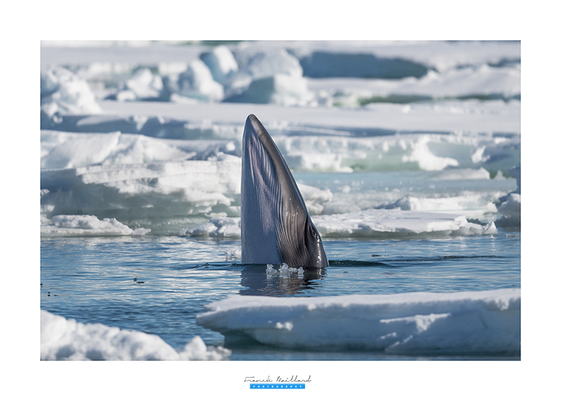 Frank Maillard Photography, photo rorqual, baleine, Arctic05, svalbard, photographie animalière, océan arctique, cétacé, Minke Whale photo, image rorqual, spitzbergen wildlife, mammifère marin
