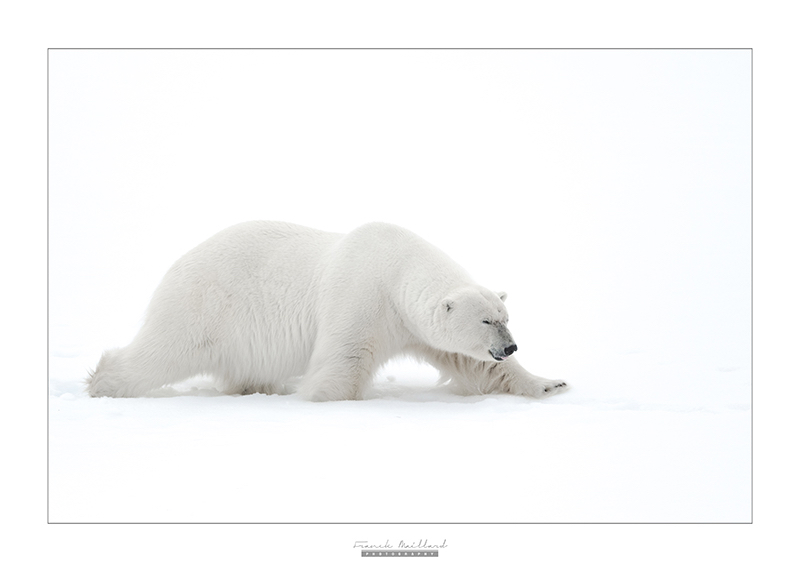 Image Ours polaire, Franck Maillard Photography, Arctic05, Svalbard, Polar bear, banquise, Photo d'ours, spitzbergen wildlife, white bear walking