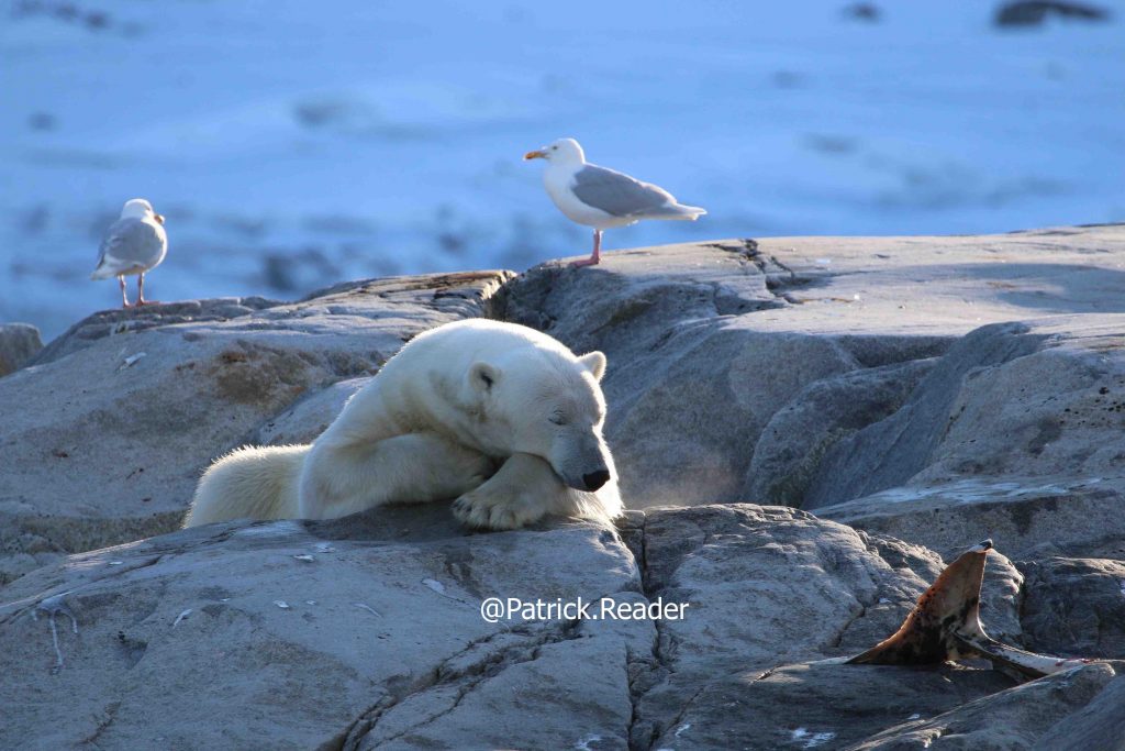 Image ours polaire, photo ours blanc, dauphin à bec blanc, Patrick Reader Photography, Arctic05, observation polaire, Svalbard, Arctique norvégien, les ours et la nourriture, banquise, réchauffement climatique