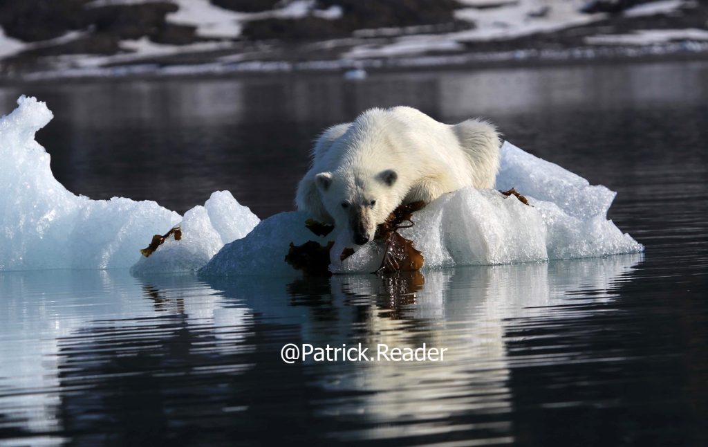 Photo ours polaire, Patrick Reader, ursus maritimus, Arctic05, ours au Svalbard, ours au Spitzberg, algues, Grand Nord, norvège, faune arctique, image ours blanc, banquise et ours