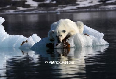 Photo ours polaire, Patrick Reader, ursus maritimus, Arctic05, ours au Svalbard, ours au Spitzberg, algues, Grand Nord, norvège, faune arctique, image ours blanc, banquise et ours