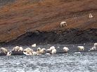 Credit- Alexander Gruzdev:Wrangel Island State Nature Reserve, polar bears, whale, ours, baleine, bears food, climate change, pack-ice, banquise, russian arcic island