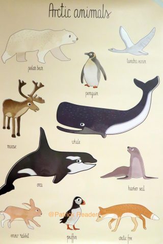 Arctic animals poster, élan, Arctic05, baleine, ours, phoque, cygne, renard, puffin, océan arctique, faune et flore polaire, Couleur locale Knokke