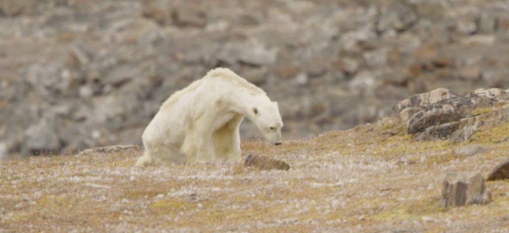Paul Nicklen via Instagram, ours polaire, Terre de Baffin, Canada