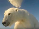Polar Bears Film Their Own Sea Ice World, Alaska, Beaufort Sea Ice, USGS, seals, arctic bear video, pack-ice, seals, Arctic05, resaerch scientist, climate change, arctic ocean