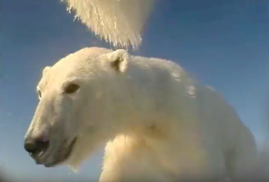 Polar Bears Film Their Own Sea Ice World, Alaska, Beaufort Sea Ice, USGS, seals, arctic bear video, pack-ice, seals, Arctic05, resaerch scientist, climate change, arctic ocean