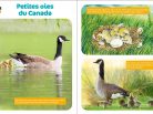 Wakou, bernache du Canada, les oies, magazine kids, oiseaux, Arctic05, ornithologie, oisons, petites oies du Canada, éducation, apprendre aux enfants