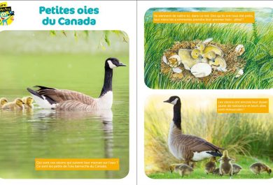 Wakou, bernache du Canada, les oies, magazine kids, oiseaux, Arctic05, ornithologie, oisons, petites oies du Canada, éducation, apprendre aux enfants