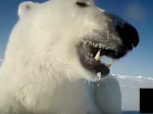 vidéo ours polaire, banquise,chasse aux phoques, USGS, océan arctique, observation ours blanc, scientifique, Arctic05, le roi du grand nord,réchauffement climatique, fonte des glaces, mer de beaufort, alaska