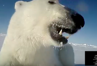 vidéo ours polaire, banquise,chasse aux phoques, USGS, océan arctique, observation ours blanc, scientifique, Arctic05, le roi du grand nord,réchauffement climatique, fonte des glaces, mer de beaufort, alaska